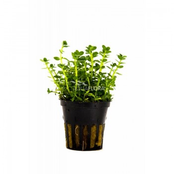 Rotala espèce 'Green' dans Jar - Aquaflora