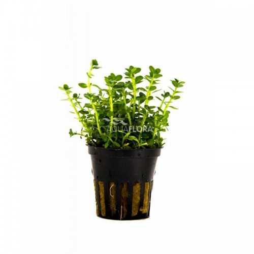 Rotala Species 'Green' in jar - Aquaflora