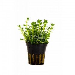 Rotala Species 'Green' in jar - Aquaflora