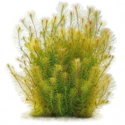 Rotala Species 'Vietnam' in jar - Aquaflora