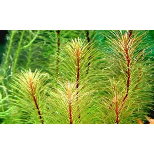 Rotala species 'Vietnam' in vasetto - Aquaflora