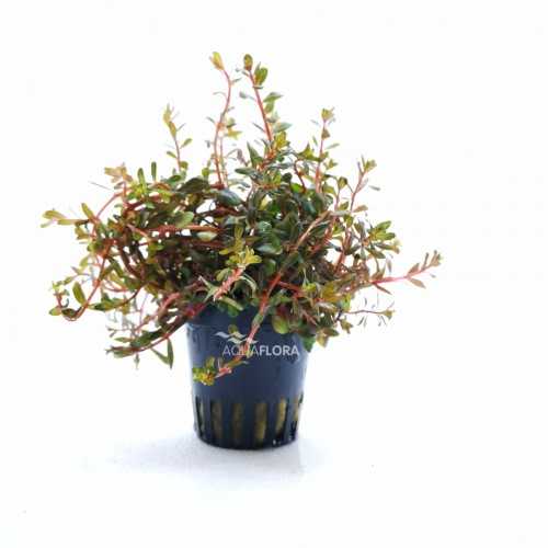 Rotala Species 'Vietnam' in jar - Aquaflora