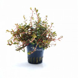 Rotala Species 'Vietnam' in jar - Aquaflora