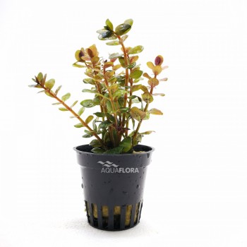 Rotala species 'Yao Yai' in vasetto - Aquaflora