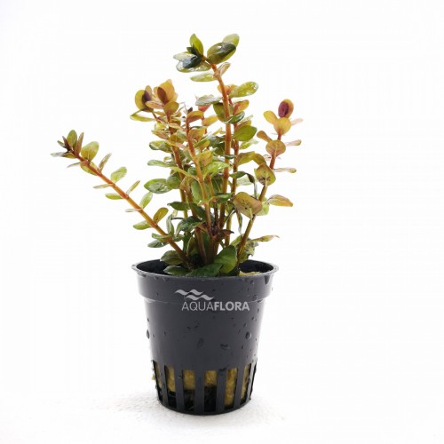 Rotala species 'Yao Yai' in pot - Aquaflora