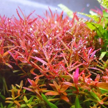ESPOIE ROTALA 'Yao Yai' dans le pot - Aquaflora 2