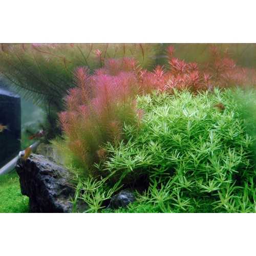 Rotala Wallichii in jar - Aquaflora