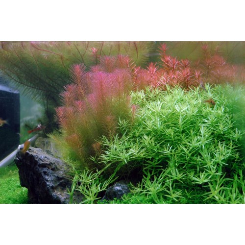Rotala wallichii in vasetto - Aquaflora