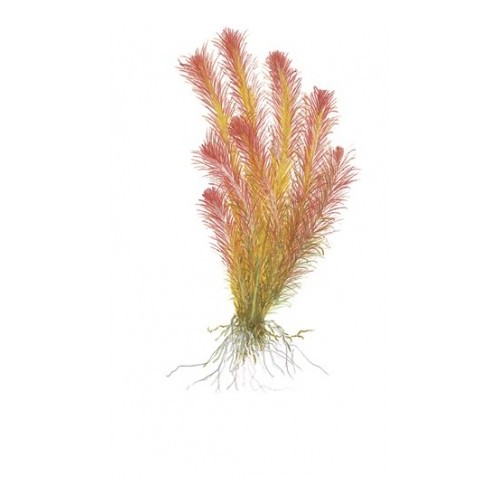 Rotala Wallichii dans Jar - Aquaflora