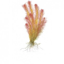 Rotala Wallichii in jar - Aquaflora