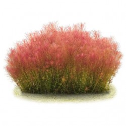 Rotala Wallichii in jar - Aquaflora