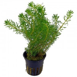 Rotala Wallichii in jar - Aquaflora