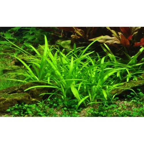 Sagittaria Subulated in Jar - Aquaflora