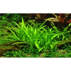 Sagittaria Subulated in Jar - Aquaflora