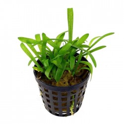 Subulated sagittaria in jar - Aquaflora