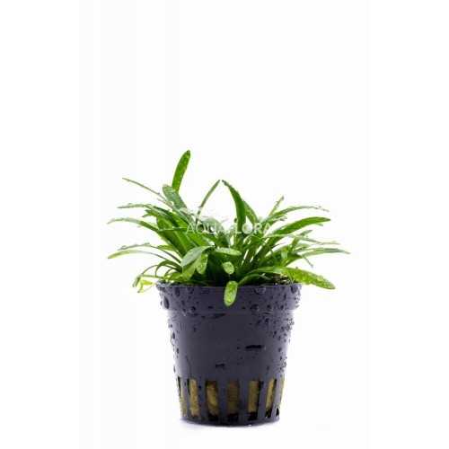 Sagittaria Subulata 'Teres' in jar - Aquaflora