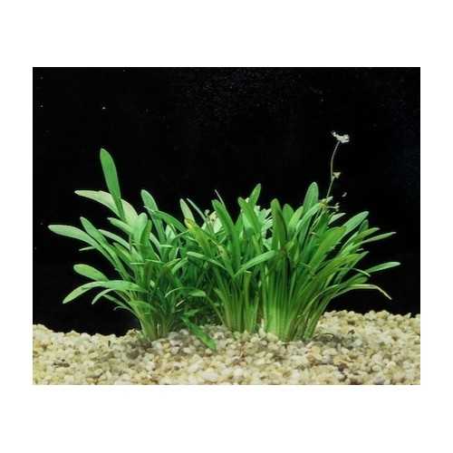 Sagittaria Subulata 'Teres' in jar - Aquaflora