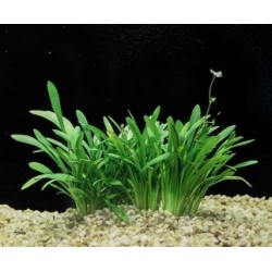 Sagittaria Subulata 'Teres' in jar - Aquaflora