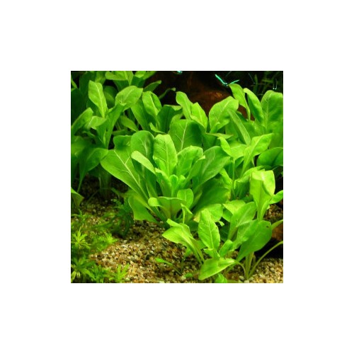 Samolus floribundus in vasetto - Aquaflora