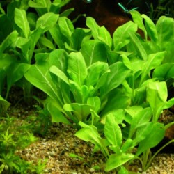 Samolus Floribundus à Jar - Aquaflora