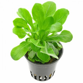 Samolus floribundus in jar - Aquaflora