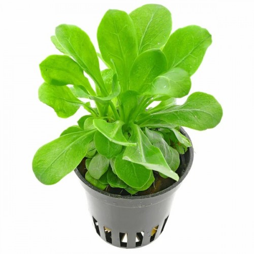 Samolus floribundus in vasetto - Aquaflora