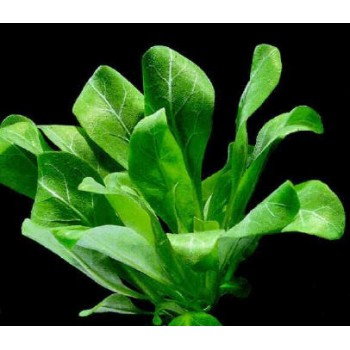 Samolus Floribundus à Jar - Aquaflora 2