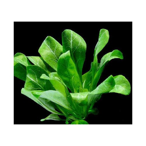 Samolus Floribundus à Jar - Aquaflora