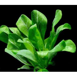 Samolus floribundus in jar - Aquaflora