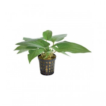 Saururus cernuus in a jar - Aquaflora