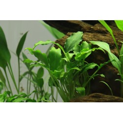 Schismatoglottis Traieti à Jar - Aquaflora