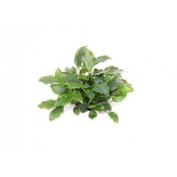 Schismatoglottis traieti in jar - Aquaflora