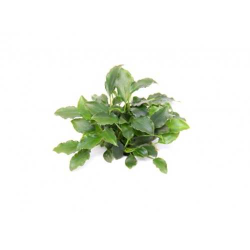 Schismatoglottis traieti in jar - Aquaflora