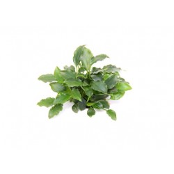 Schismatoglottis traieti in jar - Aquaflora