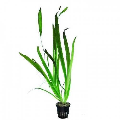 VALLISNERIA AUSTRALIS (GIGANTEA) IN JASET -...