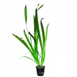 VALLISNERIA AUSTRALIS (GIGANTEA) IN JASET - Aquaflora