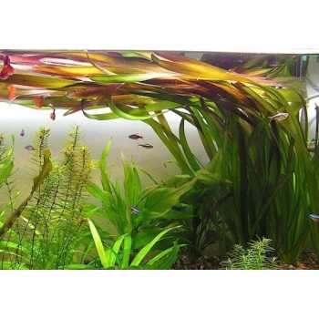 Valliseuria Australis (Gigantea) à Jaset - Aquaflora 2