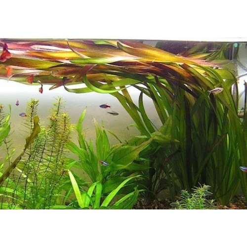 Vallisneria australis (gigantea) in a pot -...