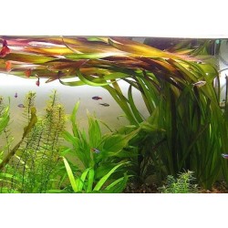 Vallisneria australis (gigantea) in a pot - Aquaflora