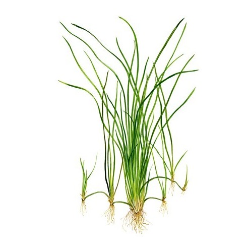 Vallisneria nana in jar - Aquaflora