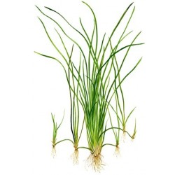 Vallisneria nana in vasetto - Aquaflora