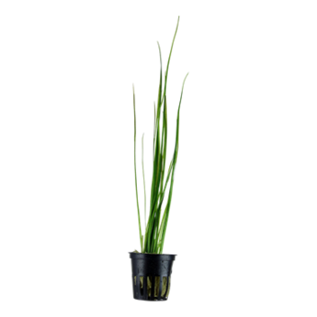 Vallisneria nana in jar - Aquaflora