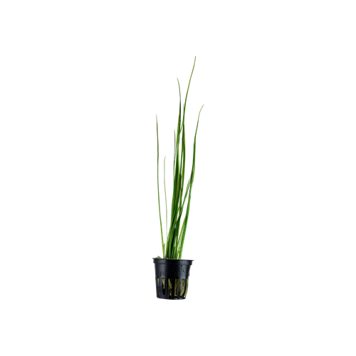 Vallisneria nana in vasetto - Aquaflora