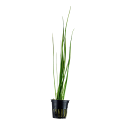 Vallisneria nana in jar - Aquaflora
