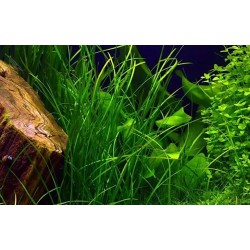 Vallisneria nana in vasetto - Aquaflora