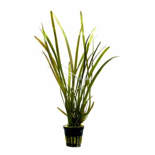 VALLISNERIA SP. 'Rubbra' in jar - Aquaflora