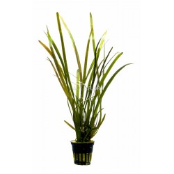 VALLISNERIA SP. 'Rubbra' in jar - Aquaflora