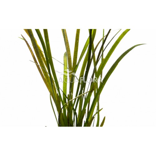 Valliseuria sp. 'Rubbra' dans Jar - Aquaflora