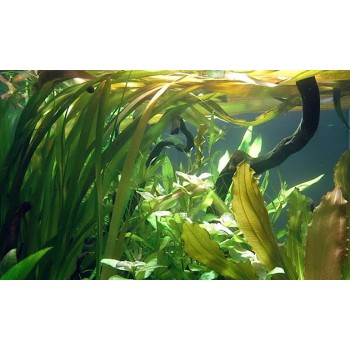 Valliseuria Spiralis dans Jar - Aquaflora 2