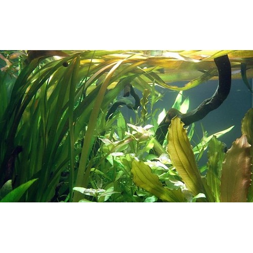 Vallisneria spiralis in pot - Aquaflora